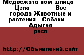 Медвежата пом шпица › Цена ­ 40 000 - Все города Животные и растения » Собаки   . Адыгея респ.